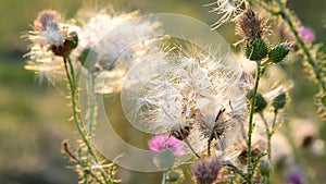 Creeping thistle or pink sow-thistle . Latin name - Cirsium arvense