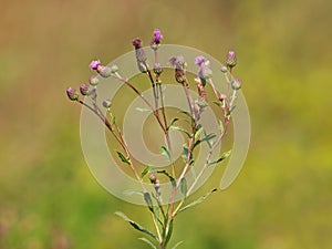 Creeping thistle plant, Cirsium arvense