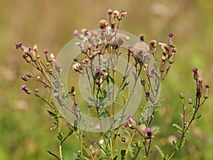 Creeping thistle plant, Cirsium arvense