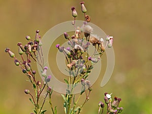 Creeping thistle plant, Cirsium arvense