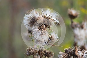 Creeping thistle seeds closeup view with blurred background