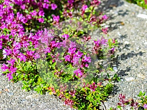 Creeping Thyme