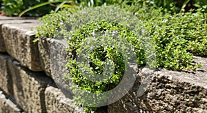 Creeping Thyme Blooming on a Stone Wall