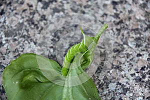 Creeping Tomato Hornworm Pest on a leaf