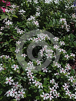 Creeping Vincas in Bloom