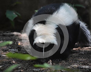 Creeping and Waddling Black and White Skunk