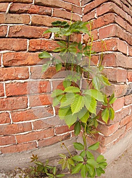 Creeping wild vines on the wall of a brick building