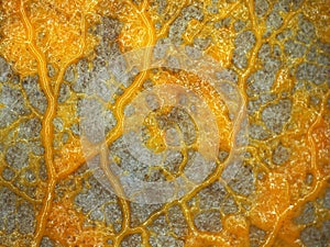 A creeping yellow veiny plasmodium of a slime mold on a substrate