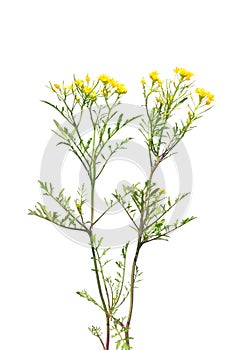 Creeping yellowcress (Rorippa sylvestris)