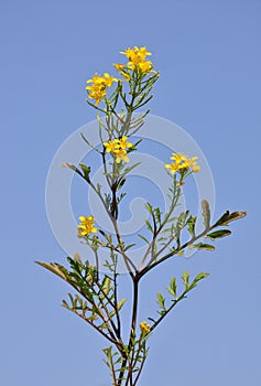 Creeping yellowcress (Rorippa sylvestris)