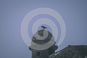 Creepy bird standing on a old fort tower