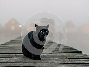 Creepy black cat at pier on foggy day