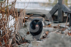 Creepy black cat at pier on foggy day