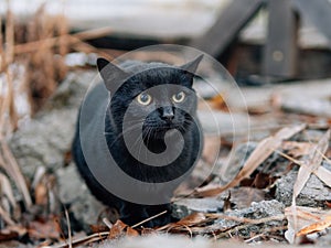 Creepy black cat at pier on foggy day