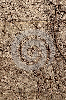 Creepy Brown Vine Cemetery Abstract Texture Background