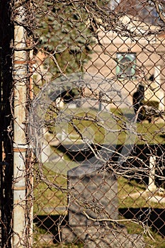 Creepy Brown Vine Cemetery Abstract Texture Background