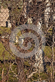 Creepy Brown Vine Cemetery Abstract Texture Background