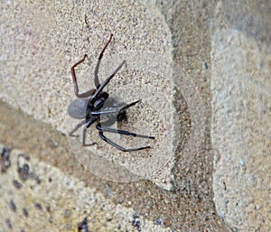 Creepy crawly garden spider