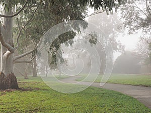 Creepy dark bike path with tree line and heavy fog, Melbourne