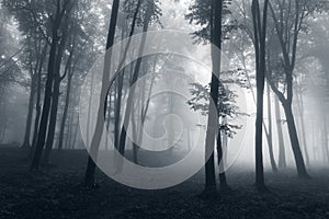 Creepy dark trees silhouettes in strange foggy forest
