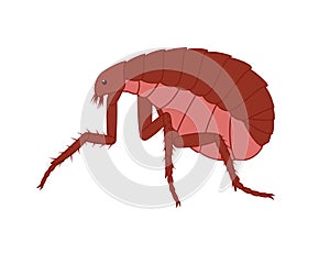 Creepy Floh Insect Vector