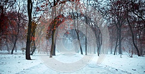 Creepy and foggy winter landscape in snowy park, with abandoned path. Moody, gloomy, dull, romantic atmosphere of faded nature.