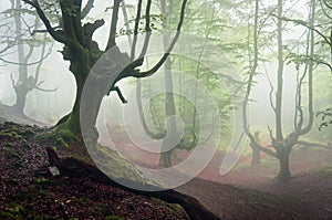 Creepy forest with horror trees