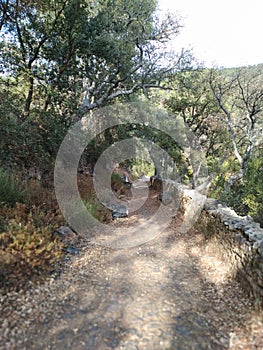 Creepy Forest Paths