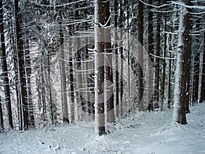 Creepy forest in winter