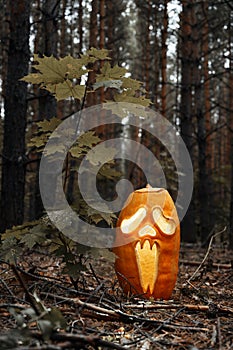 Creepy glowing Jack O Lantern pumpkin in the autumn forest at dusk. Halloween holiday background.