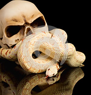 Creepy haloween snake