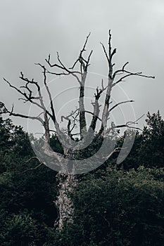 Creepy old tree in dark forest