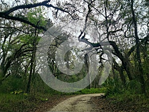 Creepy Road That Leads To Abandoned Graveyard