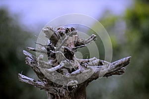 Creepy Root with blurry background