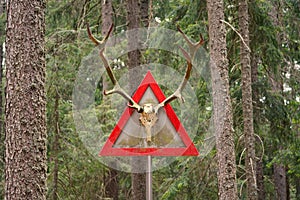 Creepy and scary  deer skeleton head with long horns on a road sign in a forest