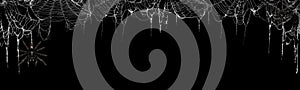 Creepy spider webs on black banner as a top border with tarantulas hanging from the webs