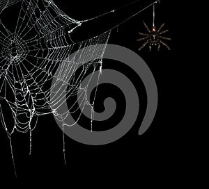 Creepy spider webs on black banner with tarantulas hanging from the webs