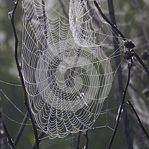 Creepy Spider Webs in the Fog