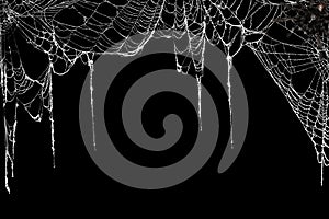 Creepy spider webs hanging on black banner as a top border with a tarantula in the corner