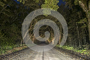 Creepy Spooky Oak Tree Tunnel in Edisto Island, South Carolina