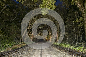 Creepy Spooky Oak Tree Tunnel in Edisto Island, South Carolina photo