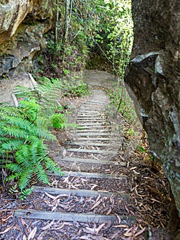 Creepy stairs in the woods australia