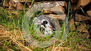 Creepy steel hockey mask lays on the ground near with woods