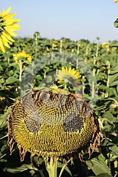 Creepy sunflower face