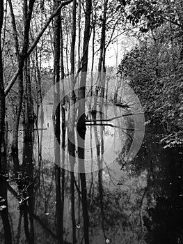 creepy swamp reflections