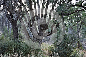 Creepy Tree at Dusk at Horsetown Clear Creek Preserve, California