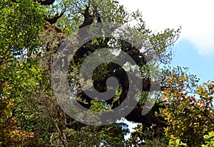 A creepy tree in a mystical forest