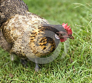 Crele bantam hen organic freerange poultry photo
