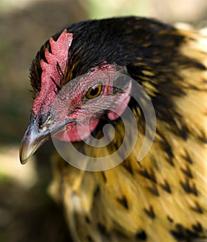 Crele old english bantam cross photo