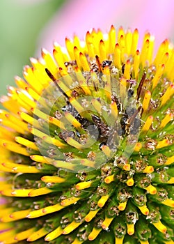 Crematogaster or Acrobat Ants feeding on a purple coneflower